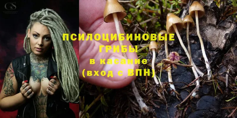 Псилоцибиновые грибы Psilocybe  blacksprut как войти  Ртищево  купить  цена 